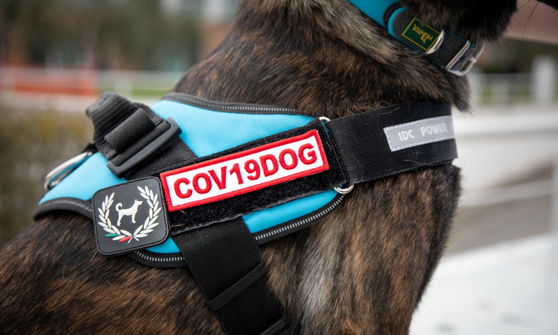 Difficoltà respiratorie nel cane. Può trattarsi di covid?