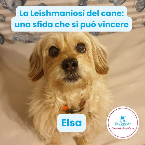 LA LEISHMANIOSI DEL CANE: UNA SFIDA CHE SI PUÒ VINCERE