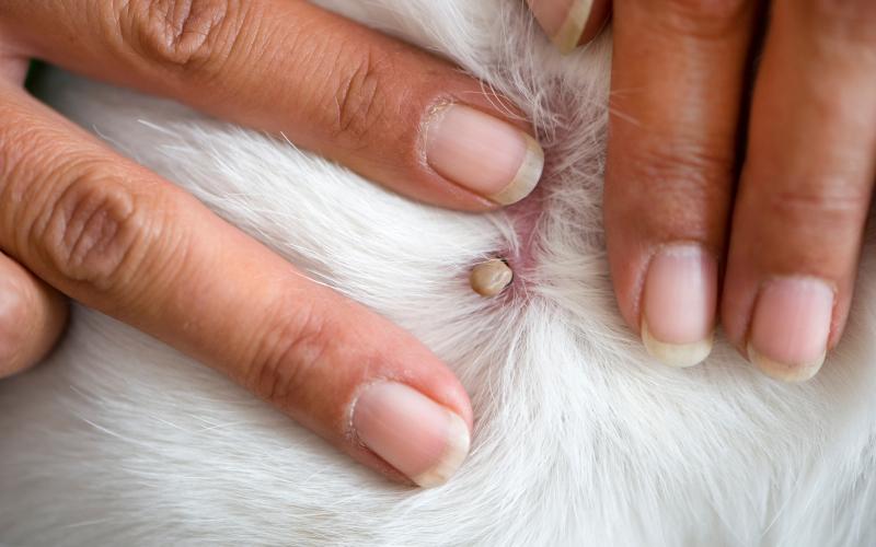 Cosa fare se il tuo cane ha una zecca?
