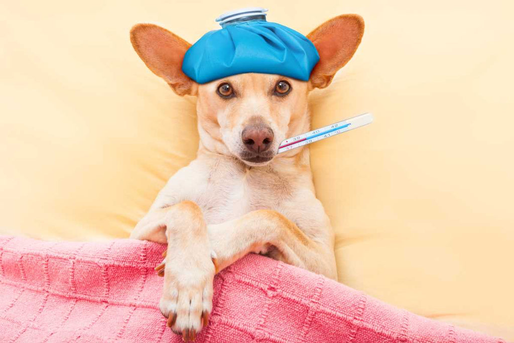 Febbre nel cane: quando preoccuparsi