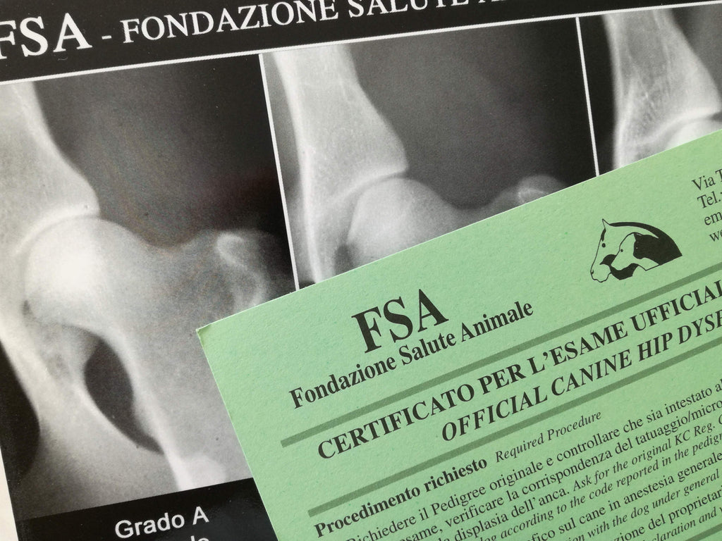 Problemi ortopedici del cucciolo: come prevenirli