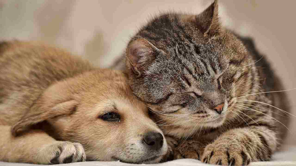 Igiene dei cuccioli: quando fare il primo “bagnetto”