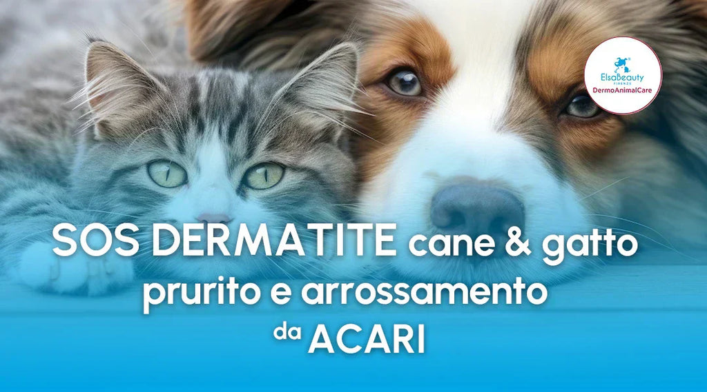 Dermatite cane e gatto: prurito e arrossamento da acari