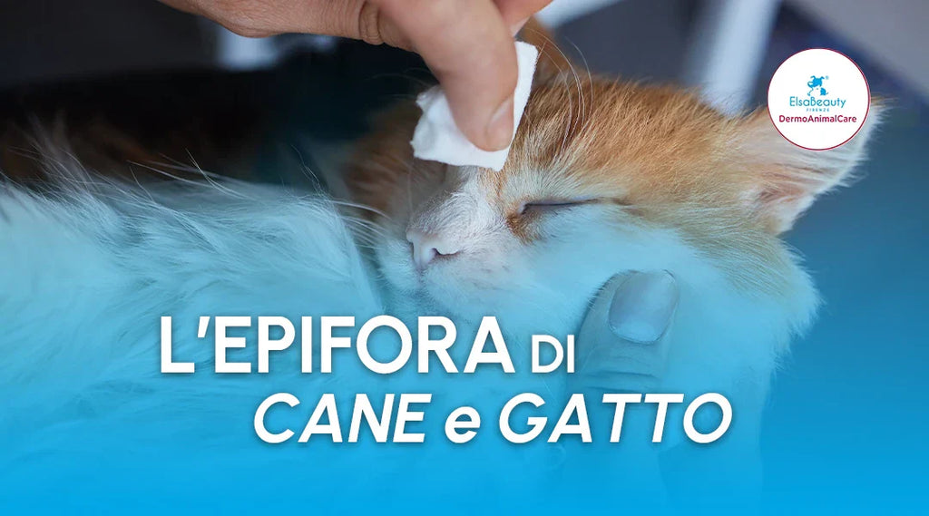 L'epifora di cane e gatto