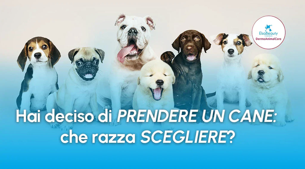 Hai deciso di prendere un cane: che razza scegliere?