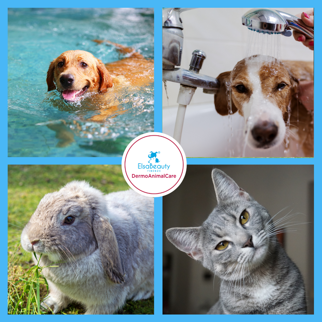 Otobiol Pets un prodotto specifico per l'Otite Batterica degli animali