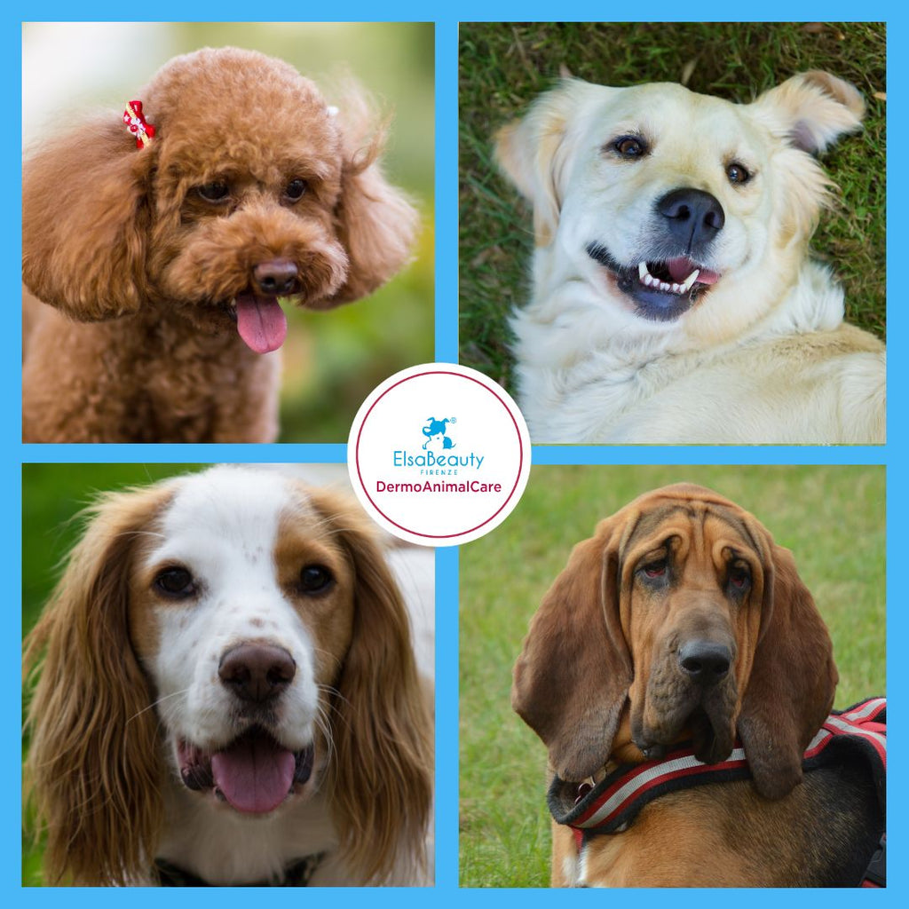 Otite Batterica e Malassezia del condotto uditivo del cane.