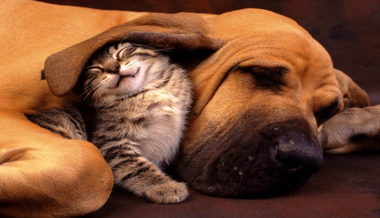 Cioccolato, tossico per Cane e Gatto