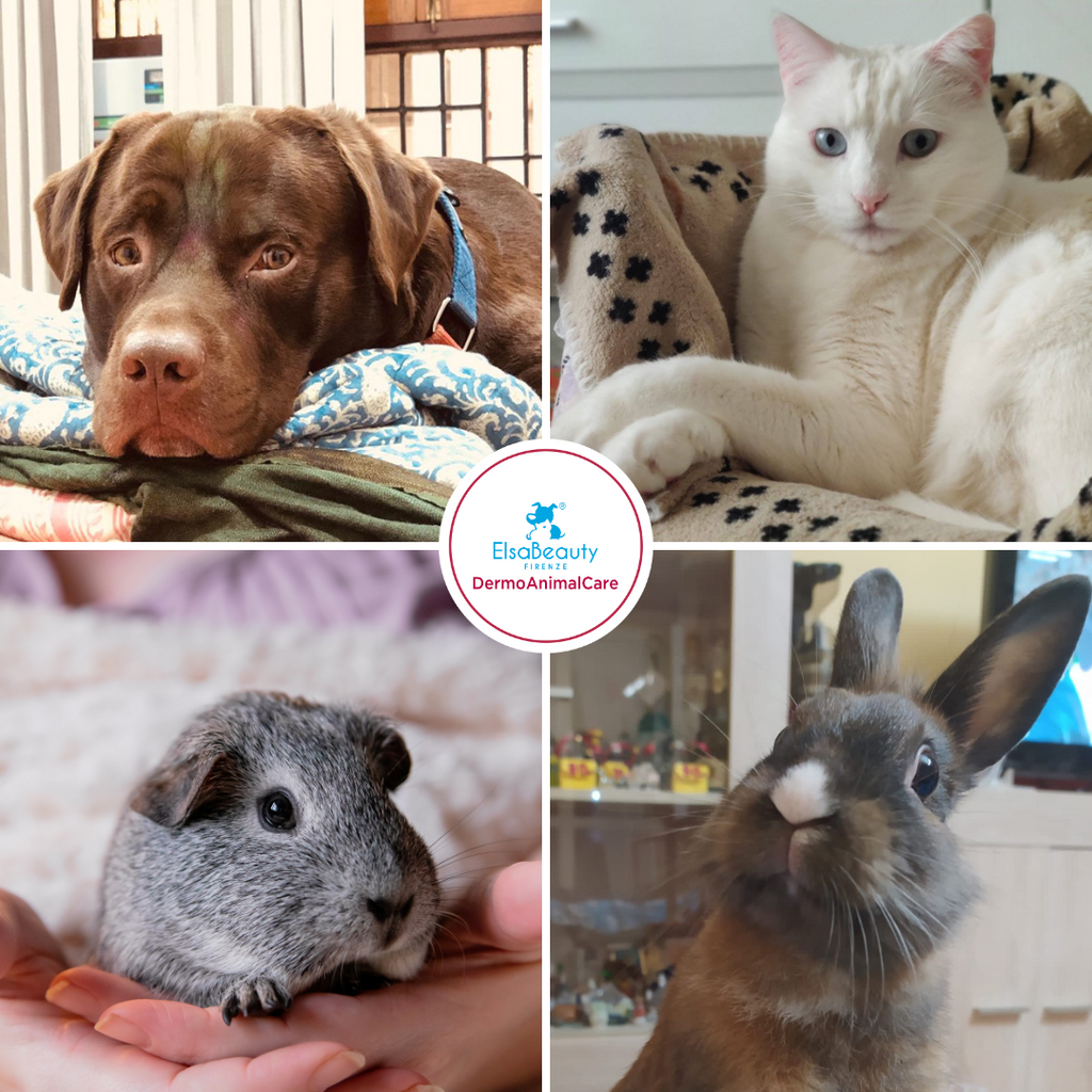 COME IGIENIZZARE I NOSTRI PETS SENZ'ACQUA