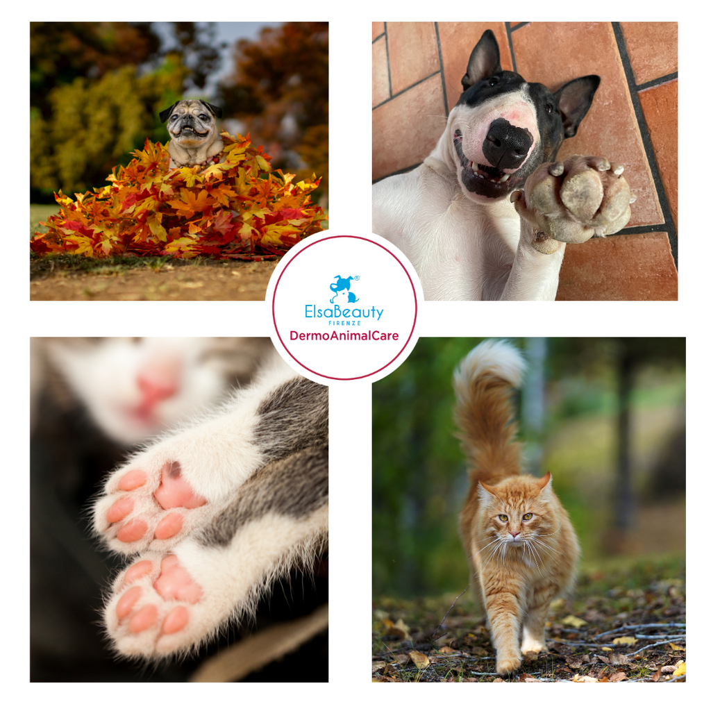 CUSCINETTI E POLPASTRELLI DEI NOSTRI PETS, COME PRENDERSENE CURA?