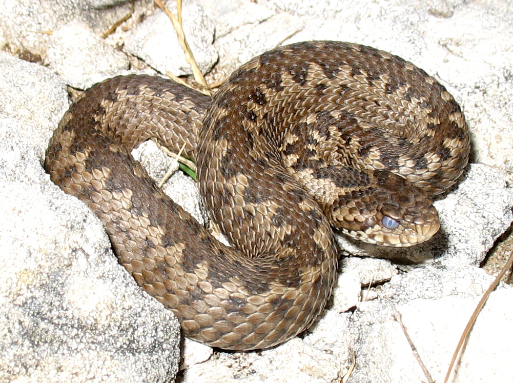 Morso di vipera nel cane, come intervenire.
