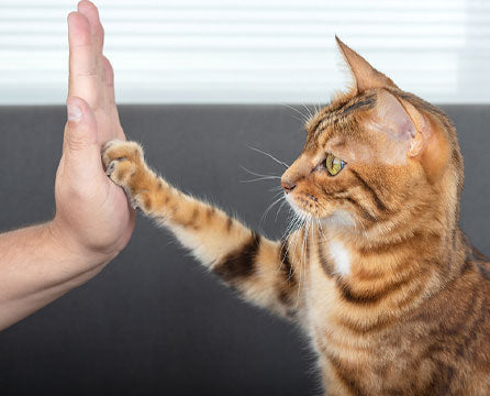 Come educare il gattino appena portato a casa?