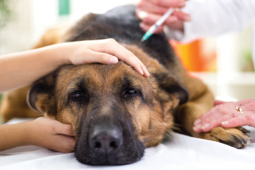 Rabbia del cane: una malattia pericolosa
