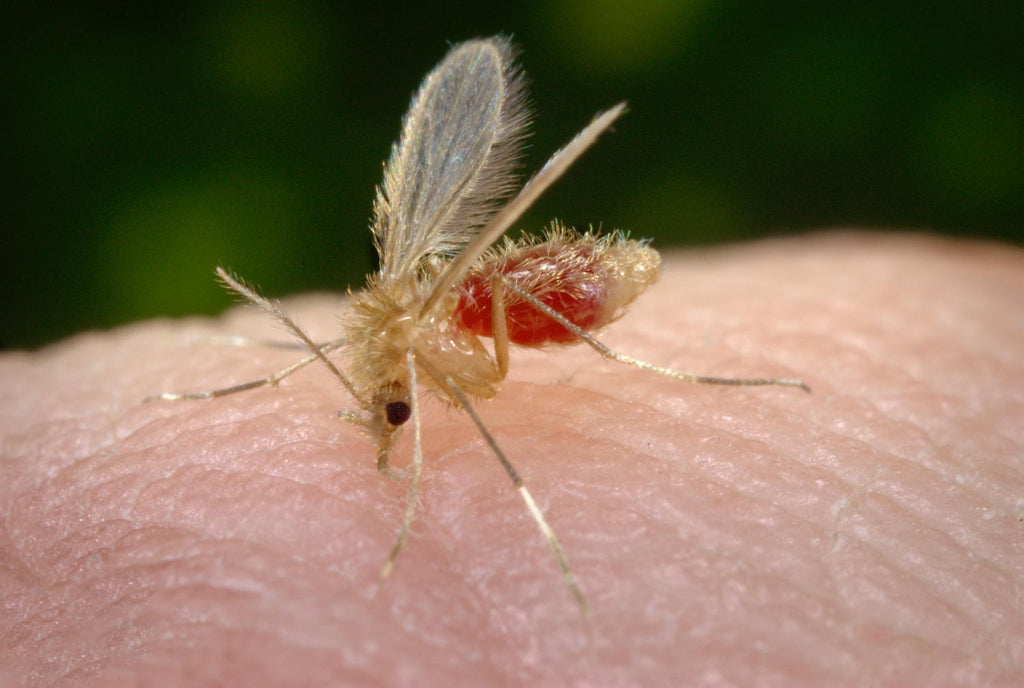 Leishmaniosi: in estate attenzione ai pappataci