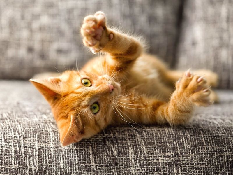 Unghie del gatto: come gestirle in modo corretto