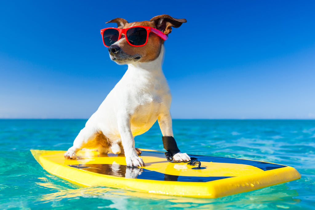 Microchip nel cane per una vacanza serena