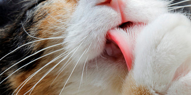 Il mio gatto si lecca troppo…