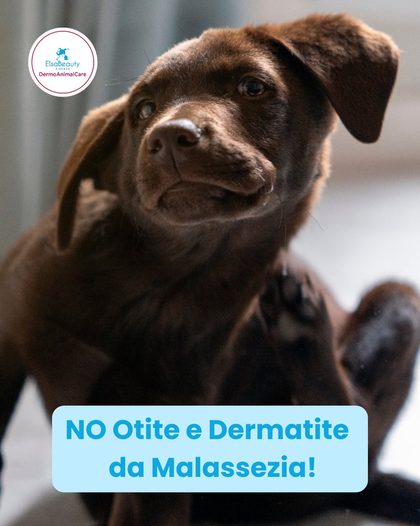 Dermatite e otite da Malassezia nel cane: diagnosi e terapia