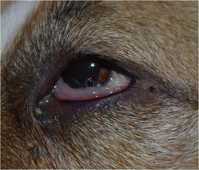 Thelaziosi nel cane: un parassita degli occhi.