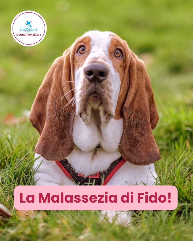 Dermatite da Malassezia nel cane: le cause e i sintomi