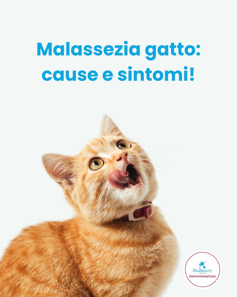 La Dermatite da Malassezia nel gatto: le cause ed i sintomi