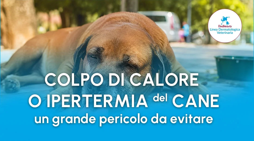 Colpo di calore nel cane: come riconoscere i sintomi e prevenire l'ipertermia durante l'estate
