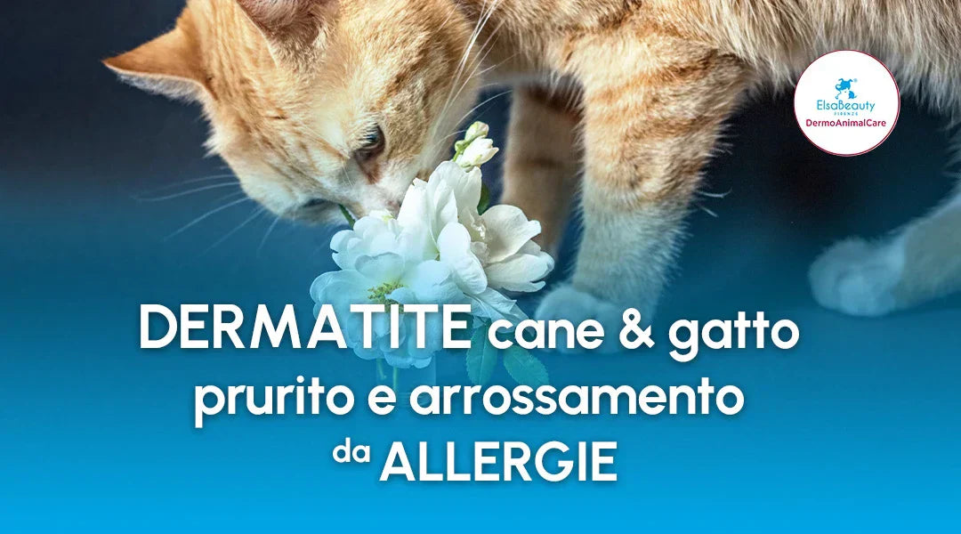 Dermatite cane e gatto: prurito e arrossamento da allergia - ElsaBeauty Firenze