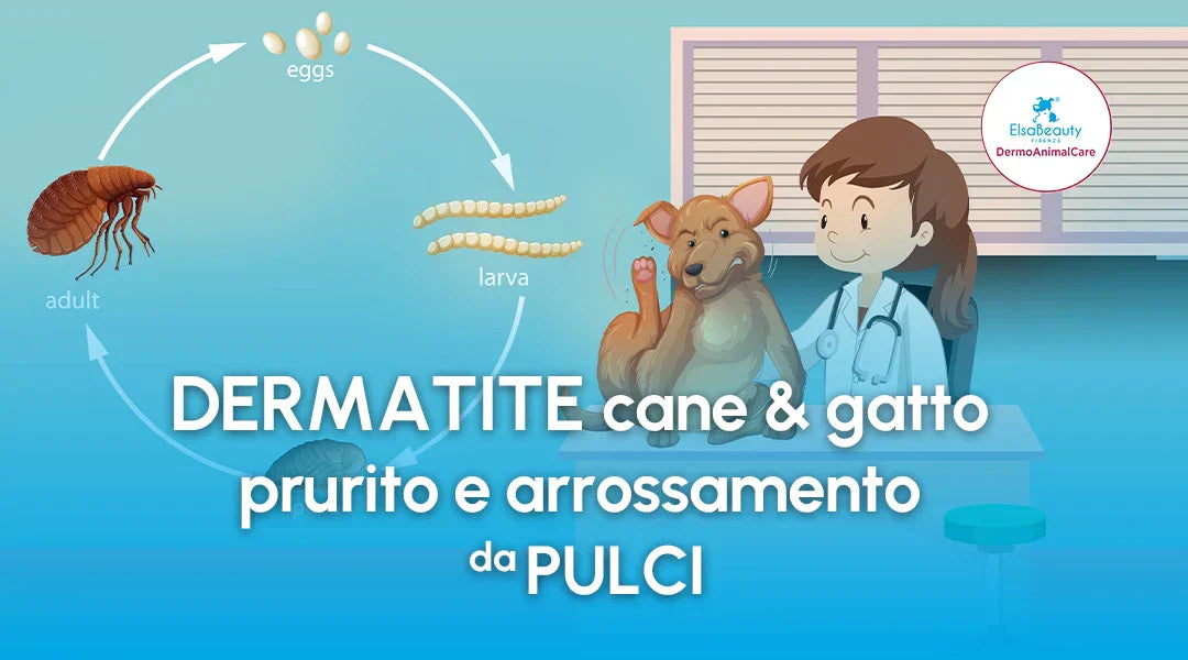 Dermatite cane e gatto: prurito e arrossamento da pulci - ElsaBeauty Firenze