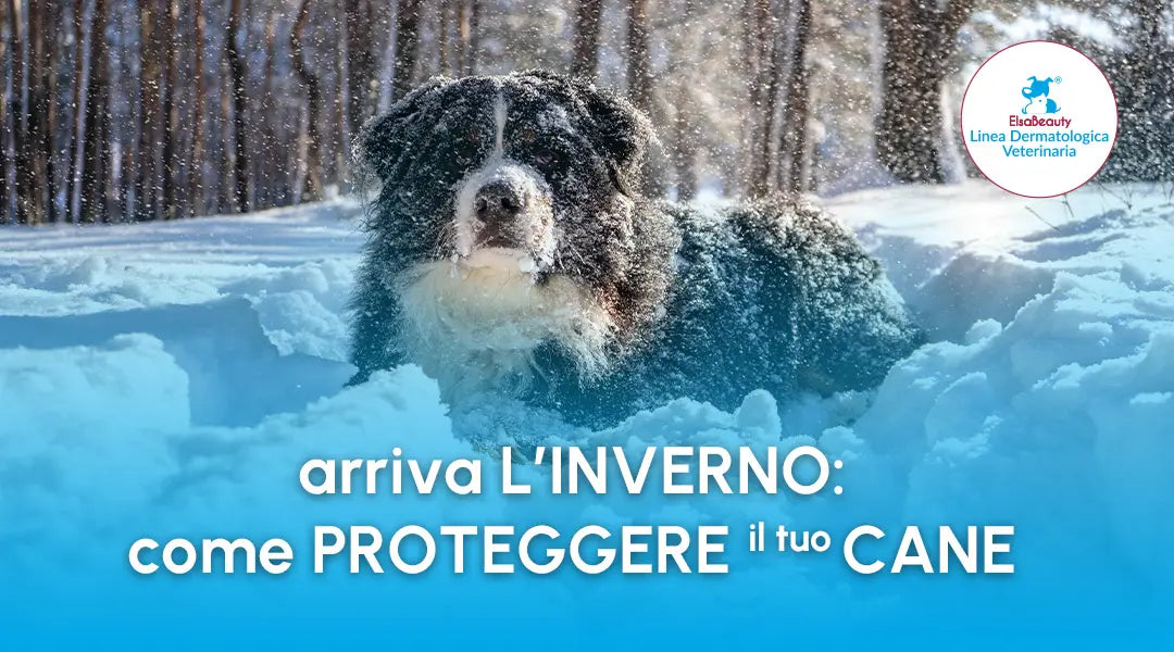 Consigli su come proteggere il cane dal freddo invernale - ElsaBeauty