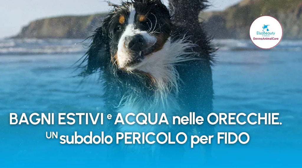 Bagni estivi e acqua nelle orecchie. Un subdolo pericolo per Fido ElsaBeauty Bagni estivi e acqua nelle orecchie. Un subdolo pericolo per Fido ElsaBeauty