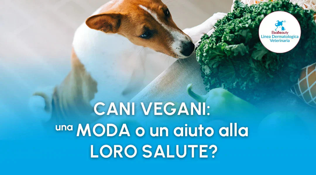 Cani vegani: scopri se solo una moda o un vero aiuto per la salute - ElsaBeauty