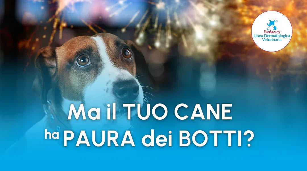 Cane ha paura dei botti di capodanno - ElsaBeauty