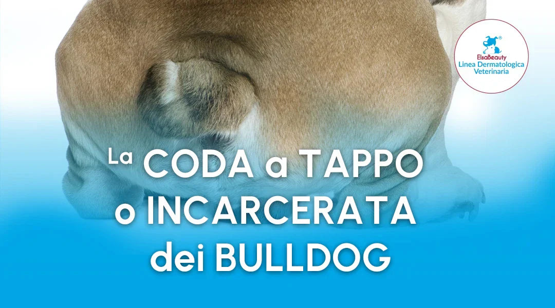 ElsaBeauty: La coda a tappo o incarcerata dei bulldog