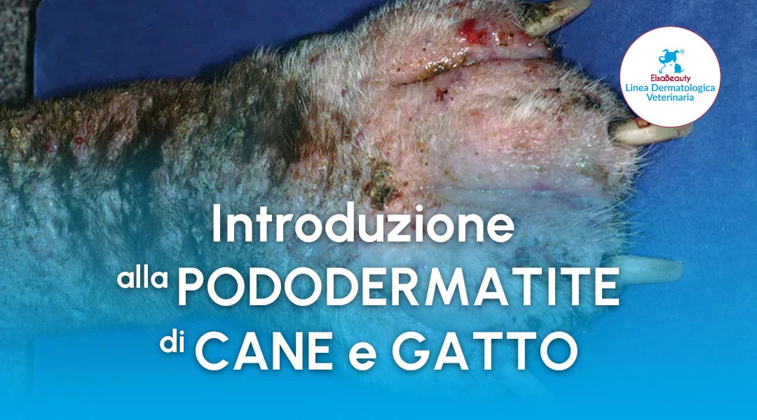 Introduzione alla Pododermatite di Cane e Gatto