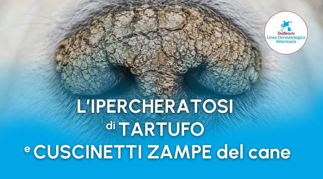 ElsaBeauty: L’ipercheratosi di tartufo e cuscinetti zampe del cane