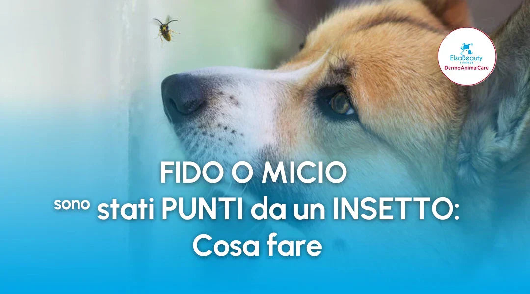Cane o gatto punto da un insetto: cosa fare