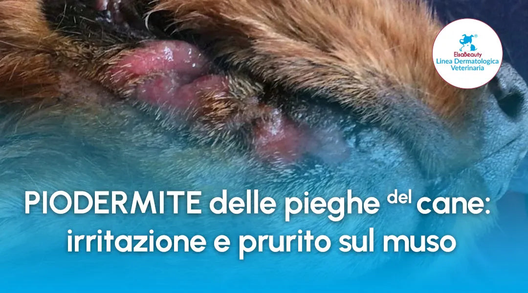 Piodermite delle pieghe del cane: irritazione e prurito nel muso | ElsaBeauty