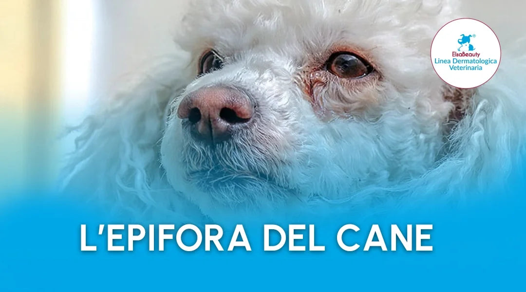 La lacrimazione nel Cane - Scopri come trattarla con i prodotti ElsaBeauty
