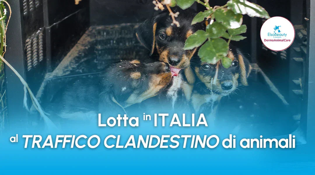 Lotta al traffico clandestino di animali - ElsaBeauty