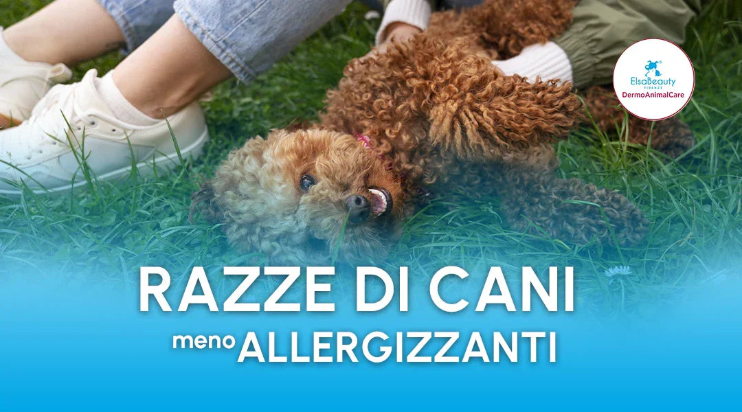 Razze di cani meno allergizzanti - ElsaBeauty