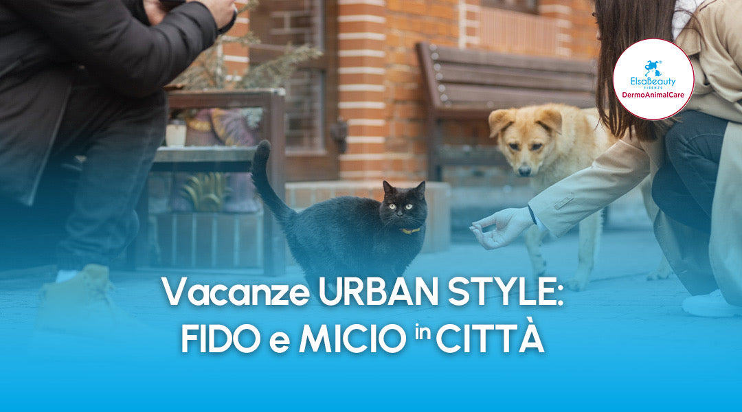 Consigli per passeggiata con cane durante il caldo - ElsaBeauty