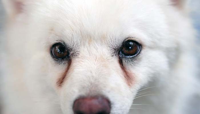 La lacrimazione nel cane: cause e rimedi
