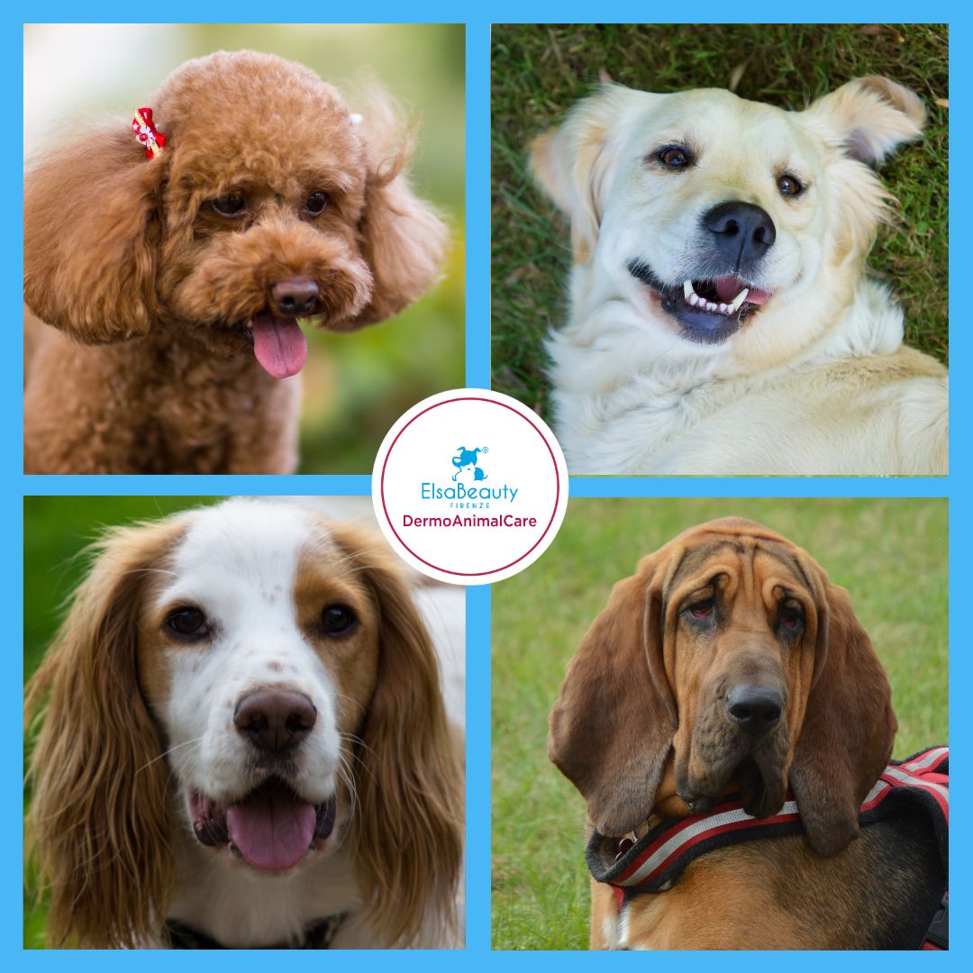 Otite Batterica e Malassezia del condotto uditivo del cane.