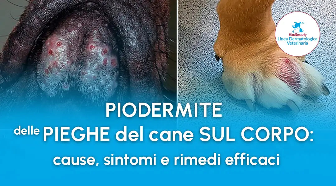 Piodermite delle pieghe del cane sul corpo - ElsaBeauty