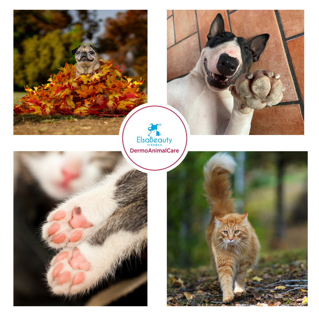 CUSCINETTI E POLPASTRELLI DEI NOSTRI PETS, COME PRENDERSENE CURA?