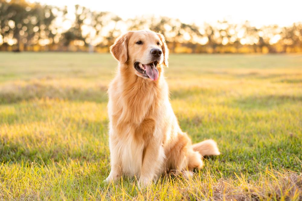 Cani anti-covid, un aiuto nella lotta al virus