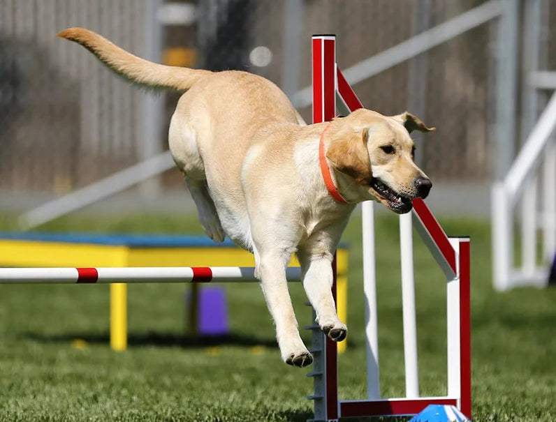 Il cane sportivo: preparazione fisica e traumi