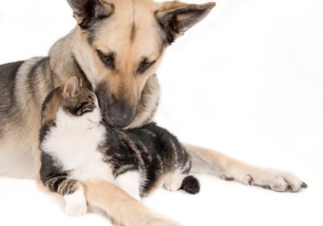 Diabete mellito nel cane e nel gatto: come riconoscerlo e curarlo