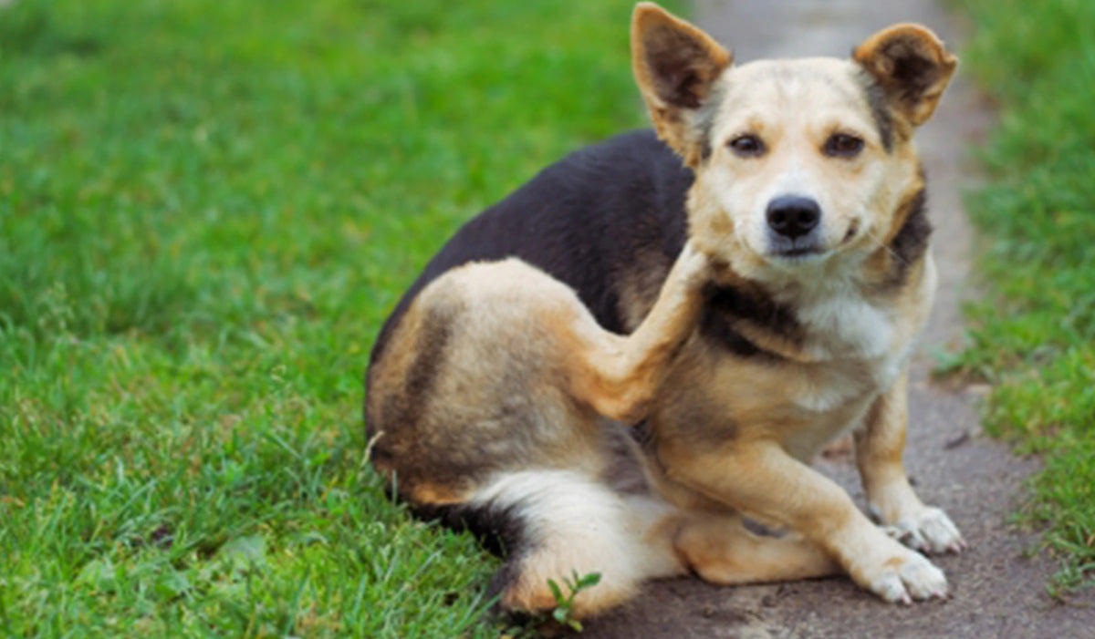 La dermatite negli animali domestici: cause e rimedi