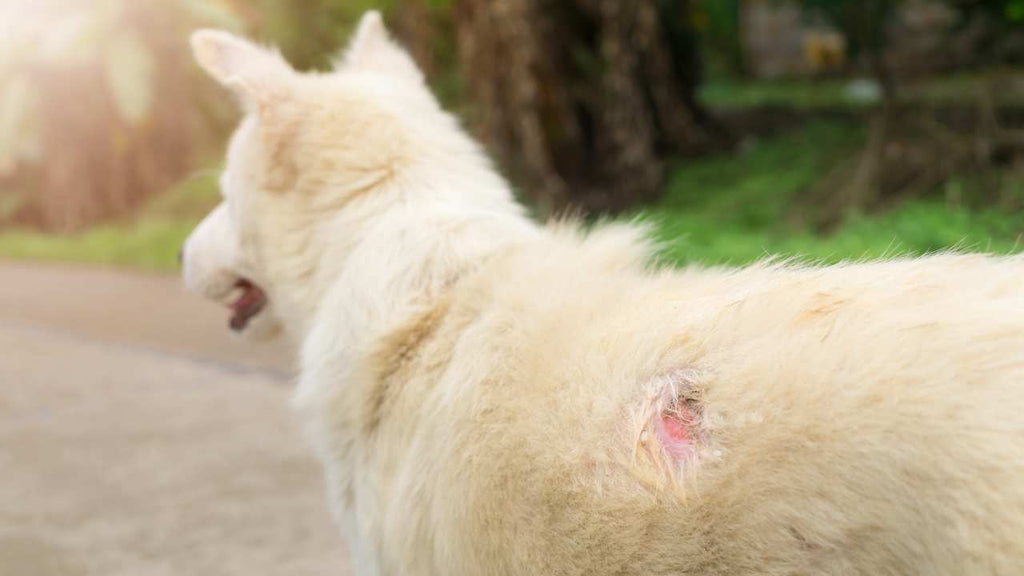Dermatite allergica nei cani: diagnosi e cura